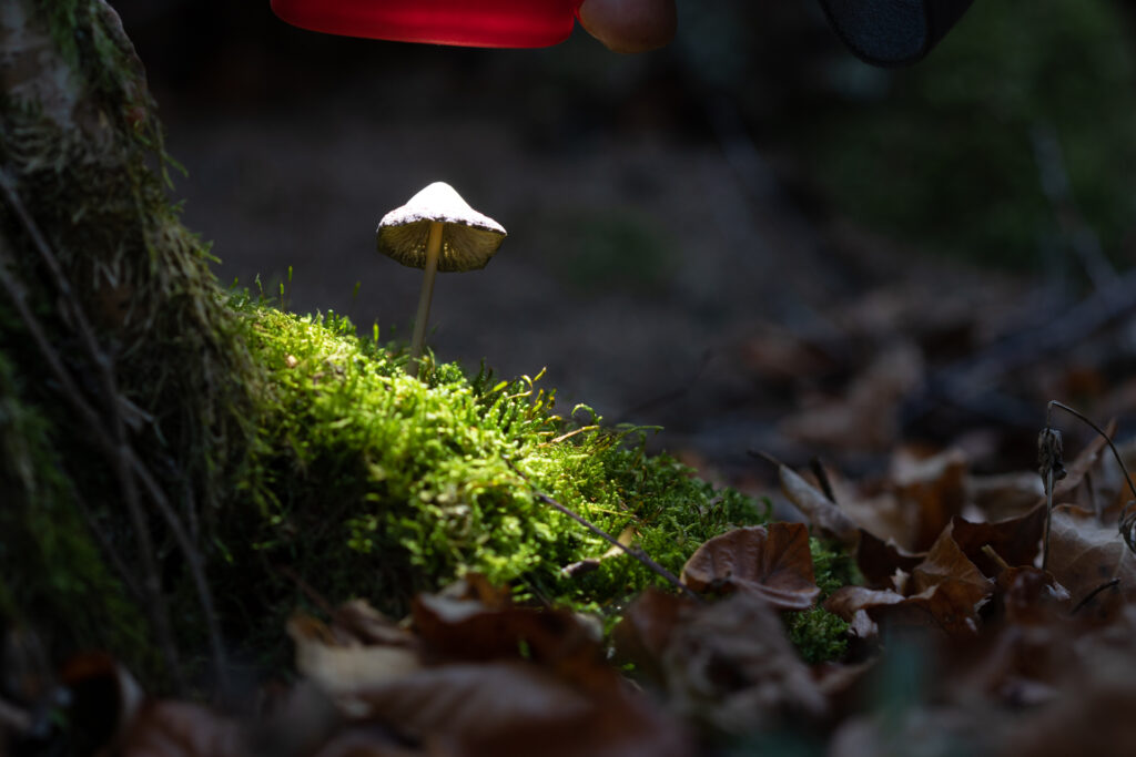 Deuxième étape de la prise de vue de champignon lumineux : l'éclairage du sol.
