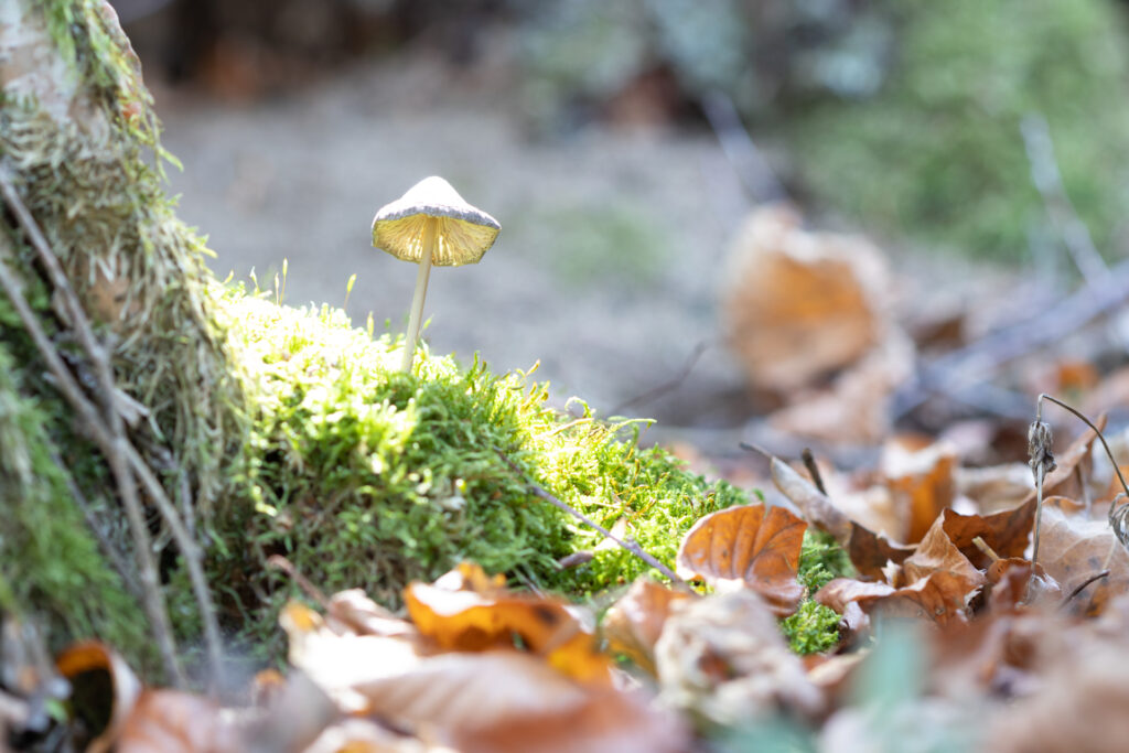 Dernière étape pour photographier un champignon lumineux : le rétro éclairage du chapeau du champignon.
