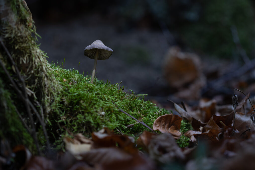 Première étape de la prise de vues de champignon lumineux : la photo du fond.